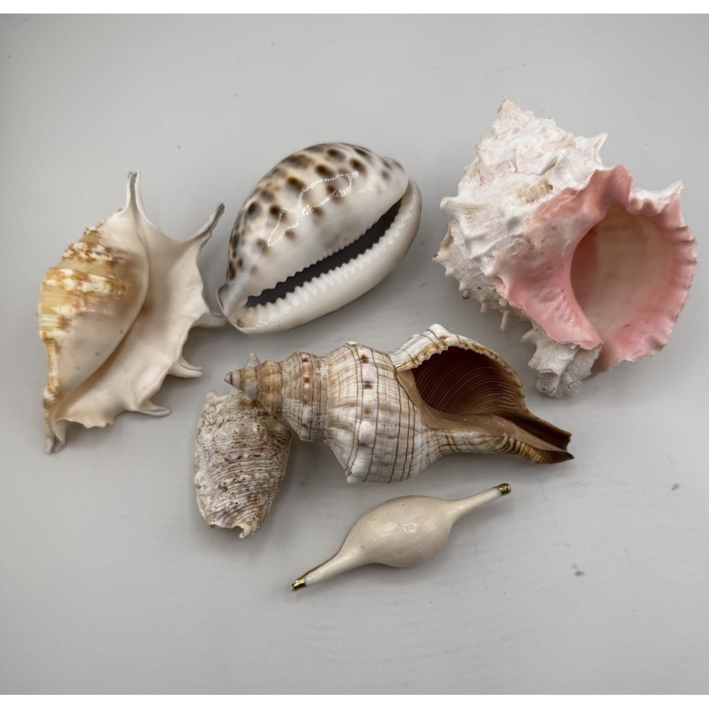 Set Of 8 VTG Estate Sea Shells Inclu. Various Sizes And Types + 10" Conch - Picture 8 of 16